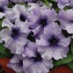 Petunia Grandiflora Pacta Parade "Blue Vein" - во саксија Ø10
